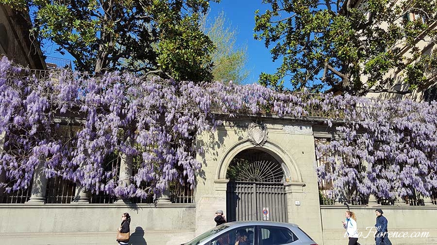 Wisteria Florence