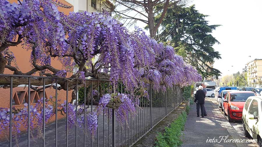 Wisteria Florence