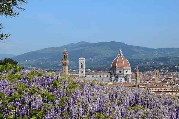 Wisteria Florence